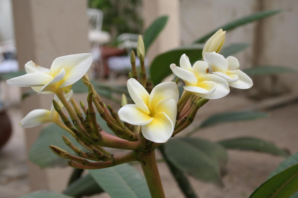 Auberge Keur Diame Hostel Dakar Exterior photo