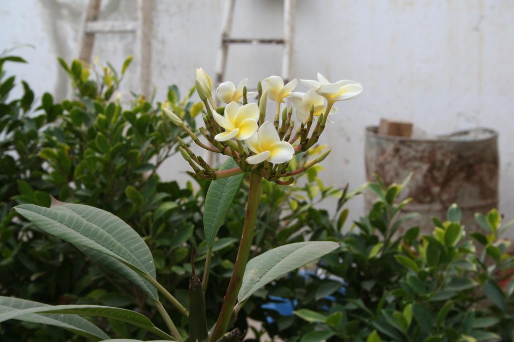 Auberge Keur Diame Hostel Dakar Exterior photo